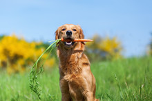 Young Golden Retriever With A Carrot