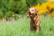 Young Golden Retriever With A Carrot