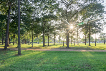 beautiful view of urban park in texas, america. green grass lawn, huge pine trees and walking/runnin