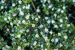 Cotoneaster salicifolius scarlet leader flowers with green foliage horizontal