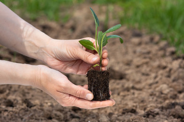 Wall Mural - hands with seedling of cabbage