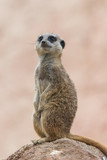 Fototapeta Sawanna - Meerkat, suricate, sentinel watching
