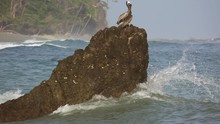Pelicans Over Rock While Wave Breaks, Slow-motion