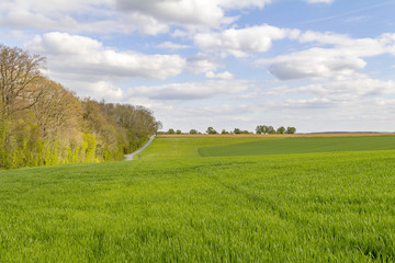 Wall Mural - sunny woodside scenery