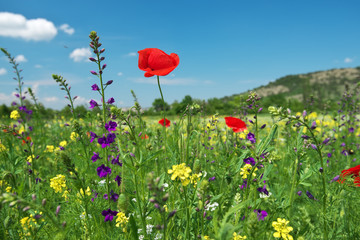 In poppies field.