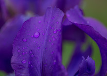Iris Flower In Garden