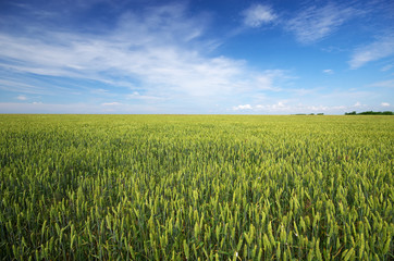 Meadow of wheat and cloudy sky