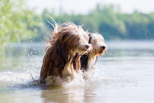 Two Bearded Collie Run In A Lake