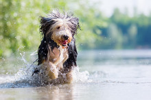 Bearded Collie Runs In A Lake