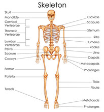 Medical Education Chart Of Biology For Human Skeleton Diagram