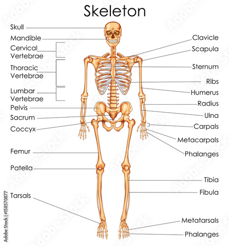 Medical Education Chart of Biology for Human Skeleton Diagram - Buy this stock vector and ...