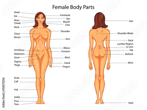 Female Human Anatomy Chart Lewisburg District Umc