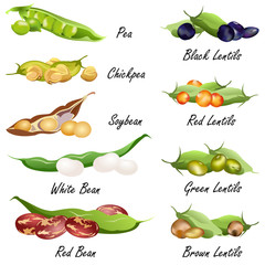 Wall Mural - Beans (common bean. pea, chickpea, soybean, lentil ). Set of hand drawn vector illustrations of various legumes seeds (pulses) on white background.