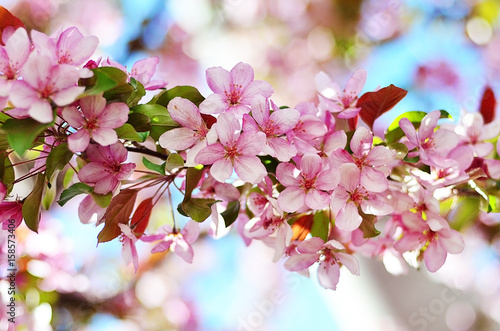 Plakat Kwitnąca jabłoń. Kolor wiosny. Kwitnące drzewa. Ogród jabłoni.