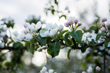 Wall Mural - Close up apple blossom white flowers