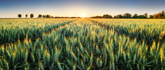 Canvas Print - Wheat field at sunset, panorama