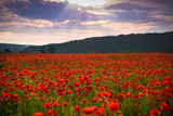 Fototapeta Do pokoju - Summer landscape of poppies field