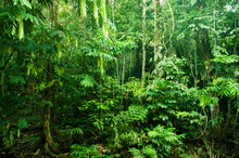 Incredible Tropical Dense Forest