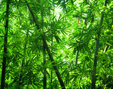 Fototapeta Sypialnia - Asian bamboo forest view
