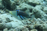 Fototapeta Do akwarium - White-banded triggerfish