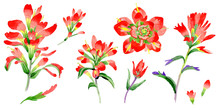 Wildflower Indian Paintbrush Flower In A Watercolor Style Isolated.