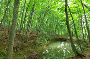  新緑の美人林
