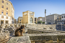 Brown Cat In Historic City Center Of Lecce, Puglia, Italy