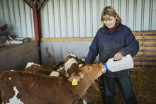 Woman Standing In A Stable, Bottle Feeding Brown And White Calves.