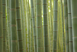Fototapeta Dziecięca - Lush green Japanese Bamboo forests background in horizontal frame
