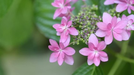 Wall Mural - Pink hydrangeas swaying in wind in rainy season, close up
