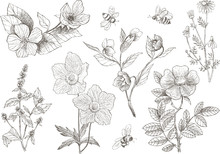 Vintage Botanical Illustration Blossom Flowers Set