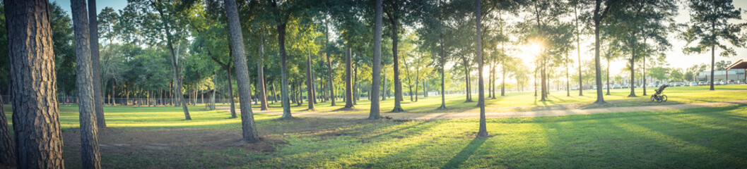 panorama view an urban park in texas, america with green grass lawn, huge pine trees and walking/run