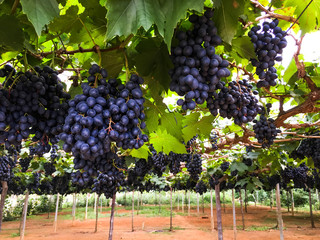 red grape on farm - agriculture in the north of Thailand