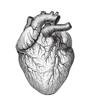 Vintage Illustration Of A Heart And Free Stock Photo Public Domain 