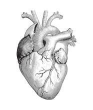 Human Heart / Vintage Illustration