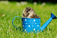 Gray Kitten Sitting In The Can On Meadow