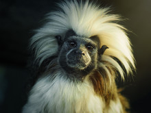 Oedipus Tamarin. Portrait Of An Unusual Monkey