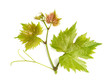 Grape vine leaf isolated white background