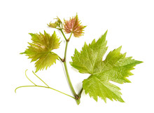 Grape Vine Leaf Isolated White Background