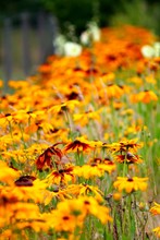 Light Blurry Orange Red Capenoch Star Flowerbed With Selected Focus. Summer In Rheinland. Helianthus Decapetalus.