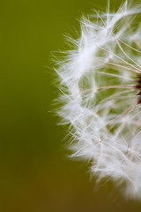 Sticker - Dandelion