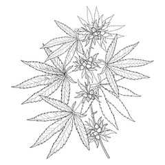 Vector bunch of outline Cannabis sativa or Cannabis indica or Marijuana. Branch, leaves and seed isolated on white background. Medicinal plant in contour style for summer design and coloring book.