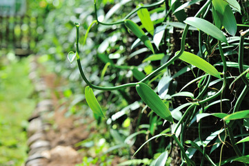 green vanilla plants in growth at garden