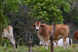 © wollertz - Costa Rican cattle