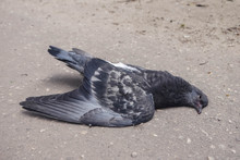 Dead Pigeon