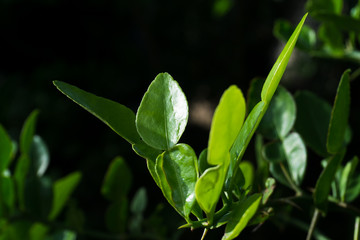  Kaffir lime leaves