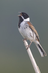 Sticker - Common reed bunting, Emberiza schoeniclus