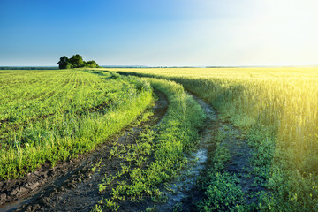 Wall Mural - a country road in a field with green wheat ears