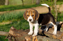 Puppy Of Beagle
