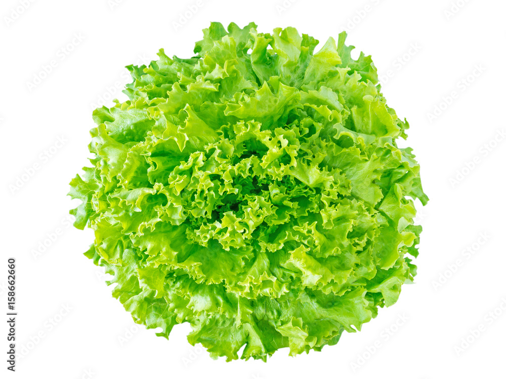 Green batavia lettuce salad head - obrazy, fototapety, plakaty 
